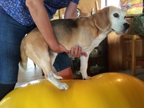 Teddy core strength photo