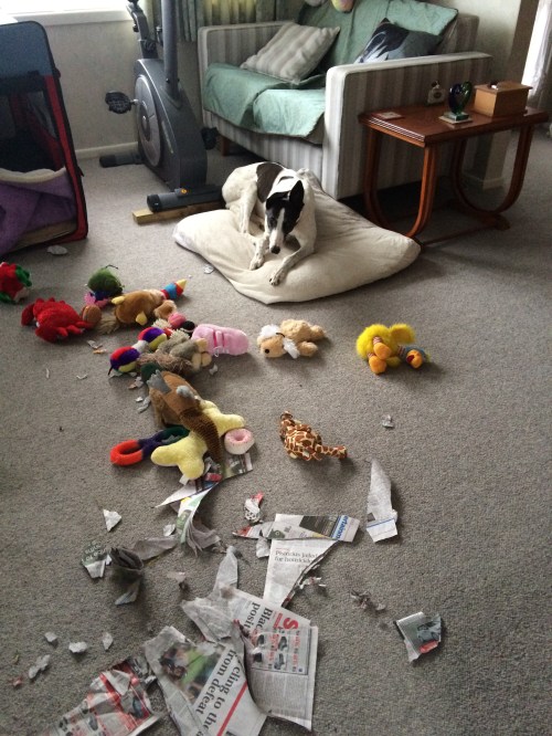 Thanks for the toys and the newspaper Oct 2014