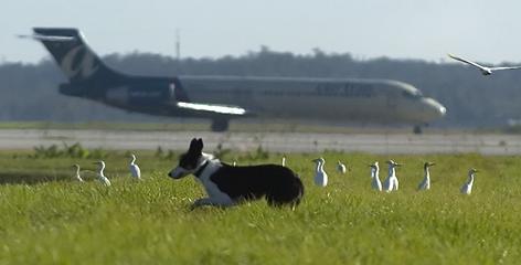 A Border Collie at the Southwest International Airport in Fort Myers, Fla. By Marc Beaudin, The (Ft. Myers, Fla.) News-Press