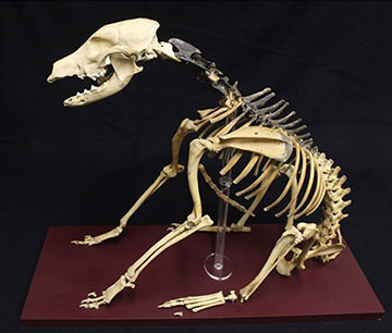 The skeleton of Hatch the dog, Photo by the University of Portsmouth