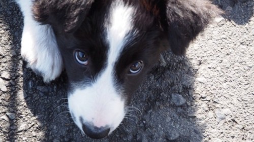 14-week old Jet, Christchurch Airport's newest employee, will undergo training to get her used to the noisy runways at the airport (Photo by The Press)