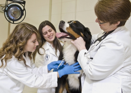 MSU veterinary medicine doctoral student Shauna Trichler (l) takes a blood sample from a patient with assistance from research resident Sandra Bulla (c) and Dr. Kari Lunsford. They are part of a College of Veterinary Medicine team studying the role of platelets in diagnosing canine cancer. Photo by: Tom Thompson