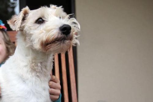 Skipper the Jack Russell Photo by Steffen Pletl