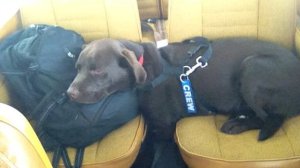 Callie tends to sleep on the plane, but apparently gets excited during take offs and landings