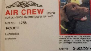 As an official member of air crew, Callie's identification card helps her to clear airport security.  The card was issued by the Aircraft Owners and Pilots Association (AOPA)