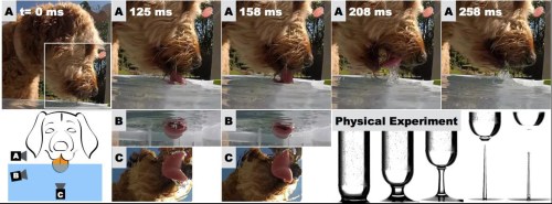 The drinking mechanism of a dog is videotaped from three different angles (A, B, and C). The curved tongue is rapidly withdrawn and a water column is formed underneath. A physical experiment is designed to understand and characterize the underlying fluid mechanics. Photo by: Sean Gart and Sunghwan (Sunny) Jung/Virginia Tech