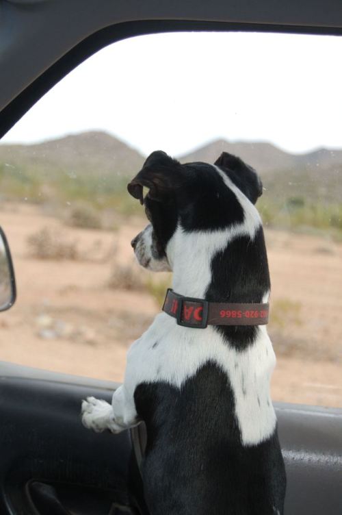 DASH! in route to his special DASH! and Mom only walk.  