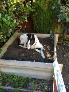 ...one Greyhound!  (Izzy heard the word 'bed' and decided she wanted an outdoor bed for summer)