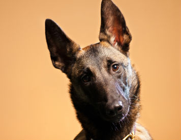 I'm listening...new research proves our dogs are paying attention to what we say and how we say it