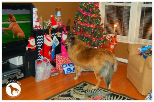 NIKITA PRESENT WATCHING1