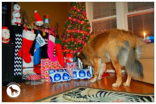 NIKITA WATCHING PRESENTS6