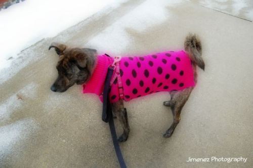 BELLA PINK SWEATER