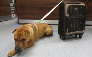 The Shar Pei cross, Kai, along with his suitcase (photo by SPCA/PA)