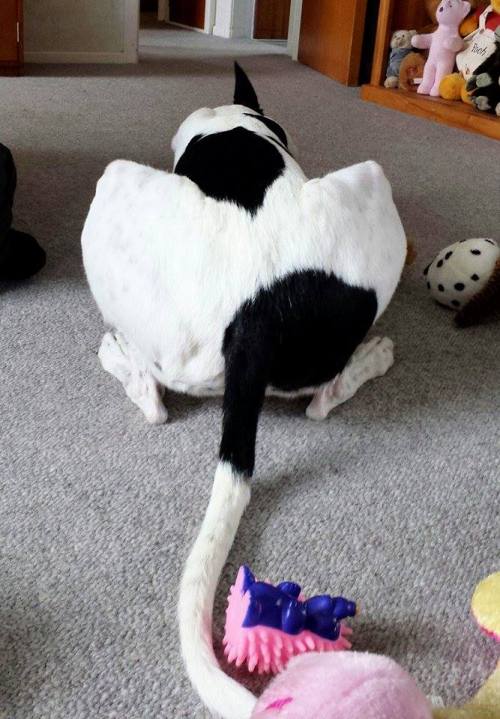 Izzy, Greyhound, adopted in October 2014 (Photo by Dany Wu)