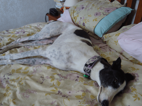 Izzy on the bed January 2015