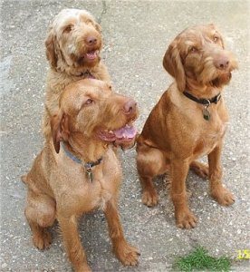 Three Wirehaired Vizlas: Harry, Vincent and Poppy (photo courtesty of DogBreedInfo.com)