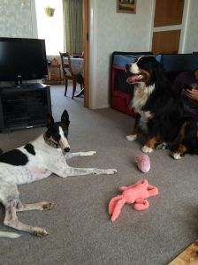 Izzy and Helga take a break from playing together