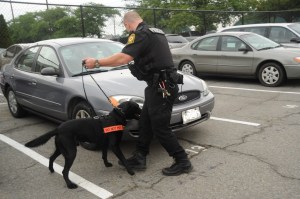 An explosive detection dog in action. Photo courtesy of the Department of Homeland Security