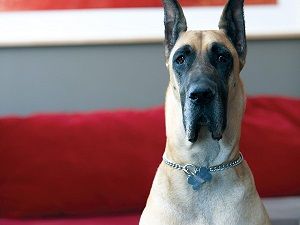 "I'm ready for my close up" Photo by Tanya King, pet photographer to the Opus Vancouver