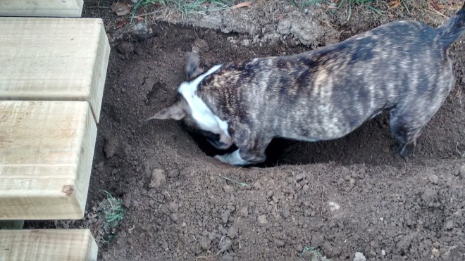 Tilly helps her Mum do the gardening  Photo by Denise Balloch