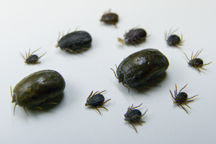 A petri dish contains several brown dog ticks, a species researchers believe has become resistant to the most commonly used pesticides. UF/IFAS Photo by Tyler Jones.