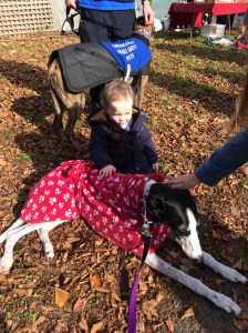 My dog Izzy meets a little boy at a promotion for Greyhounds as Pets