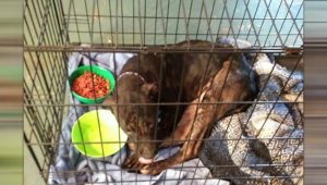Chance rests in a crate after his rescue