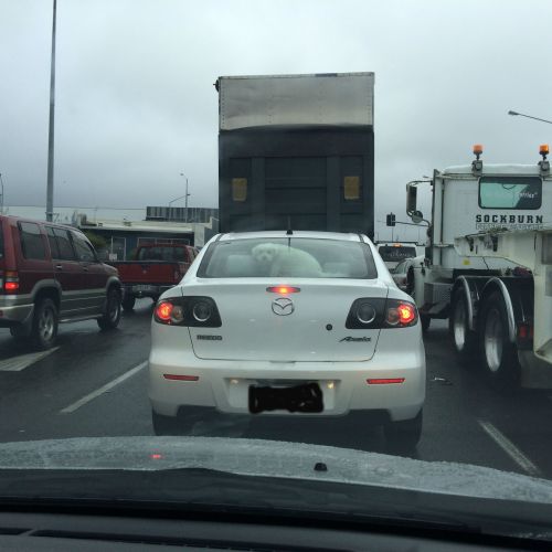 Dog in car on rainy day