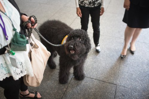  The appearance on Tuesday of Paz, a therapy dog, in a New York City courtroom to help an adult witness testify was said to be unprecedented. Credit Kevin Hagen for The New York Times 