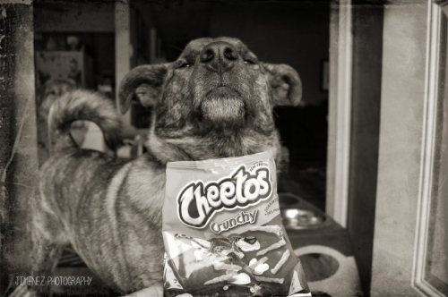 BELLA LOVES CHEETOS