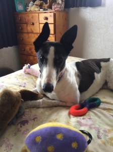 Izzy adoption announcement