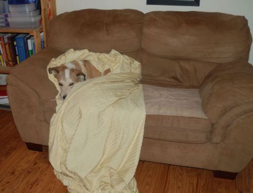 Which part of DO NOT DISTURB do you not understand?!?!?!