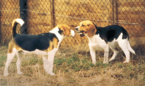 wo beagles from the group of dogs studied. Communication by means of postures plays a central role in identifying dominance relationships between two dogs. The display of a lowered posture during an interaction by Zwart (the beagle on the right) is an acknowledgement of the higher status of Witband (left), who adopts a higher posture. Both dogs display mutual aggression (Witband by staring fixedly and Zwart by baring his teeth), which was found not to be a suitable measure of dominance. Photo: Joanne van der Borg.