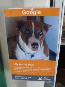 Google has been at Best Friends for some time; he's over the age of 12 and still looking for a home. He's also been a blood donor for other dogs. Some nice person is sponsoring him so he can receive a free flight anywhere in the USA if adopted.