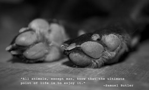 Samuel Butler quotation