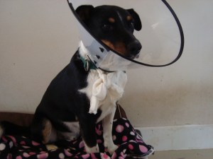 Wrangler, who is suffering from heartworm