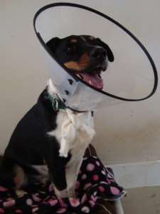 By the end of his massage, Wrangler rewarded me with a smile