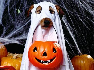 halloween+dog