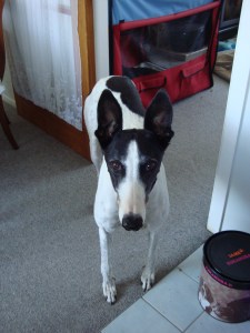 Izzy the Greyhound of Canine Catering Ltd