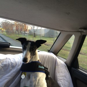 Izzy the Greyhound riding in the car