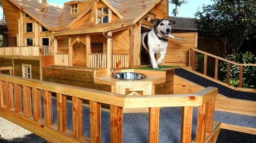 Dog Assa shows off the house (photo by Gold Coast Bulletin)