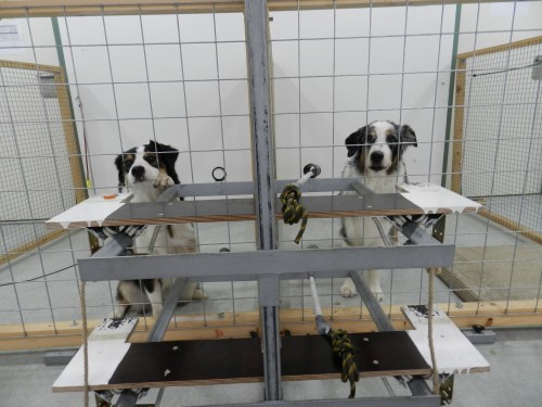 The donor dog (right) can pull a tray and donate food to the receiver-dog (left). (Photo: Mylène Quervel-Chaumette/Vetmeduni Vienna)