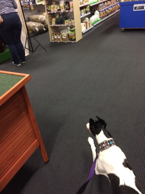 Izzy waiting for Santa