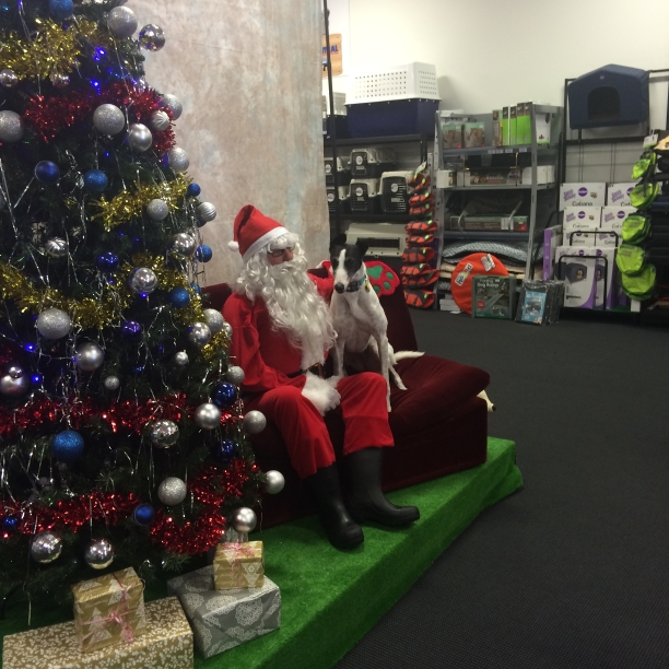 Izzy the greyhound on Santa's knee