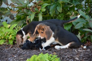 Photo by Mike Carroll, Cornell University College of Veterinary Medicine