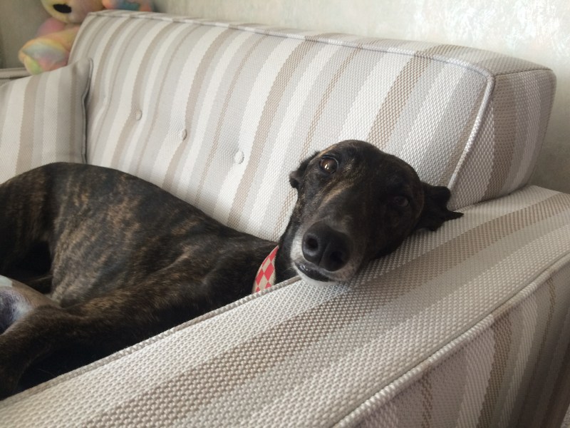 Greyhound on sofa