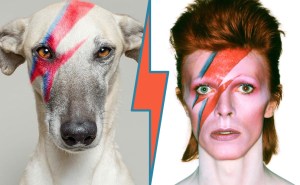 Aladdin Sane Bowie tribute