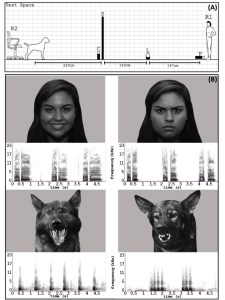 Dogs and emotions study
