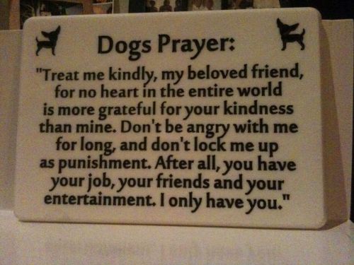 A dog's prayer