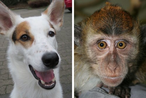 dogs and magnetic field